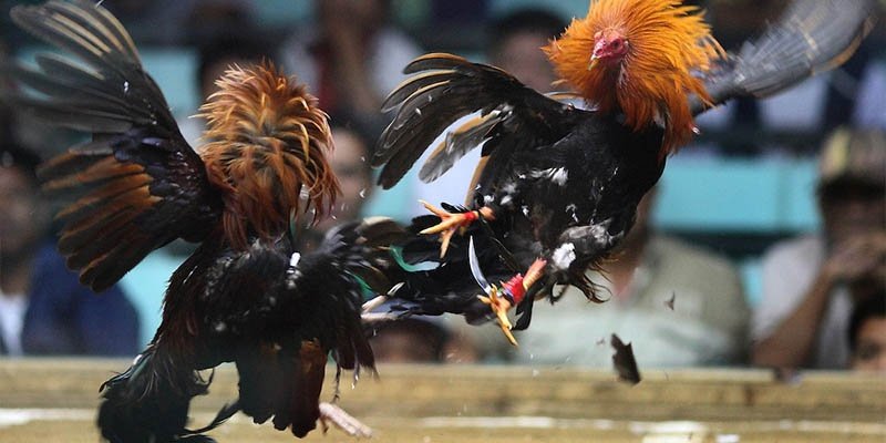 Đá Gà 789BET Trải Nghiệm Trận Đấu Kịch Tính Mỗi Ngày Trận đấu đá gà 789BET kịch tính trực tuyến